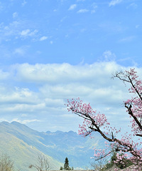 [����]�����ȥ���������񡢳�ɳ��С�ԣ������ζʮ����ֲ���