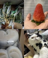 �۹�˾�������Զ����