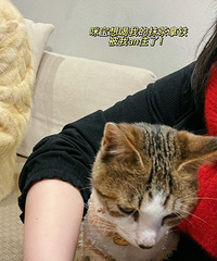 [����]������һ�ҳ����ԵĿ��ȹݣ����ﻹ��һֻճ��Сè��