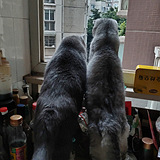 �����ֲ�������èҲ��