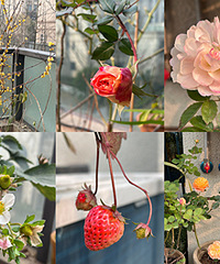 ����Ҳ�ܺã��¼����溦�٣���Ҳ���ڿ�