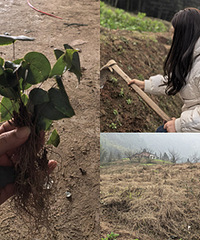 80������ŷ���������ȥ������޽��