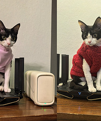 ����è�䶪ʧ���һصľ��飬ϣ������