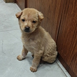 ������������ֻ�Ƥ��