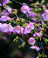 ȥֲ��԰���紺ʢ���Ļ���