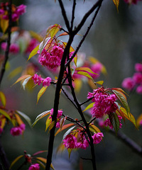 ȥֲ��԰���紺ʢ���Ļ���