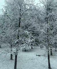 [����]������������ѩ��¼����Ʊ�ӳ���һ���˲�100��