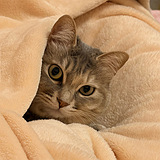 ͵����ʳ��è�����ˣ�