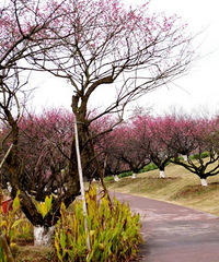 �����԰÷��½������