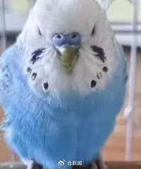 ����4ֻ��������3ֻ��һ������һ���Ŀ�ȫ����