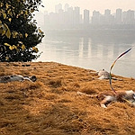 ʵ̽����èè��԰