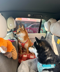 ��;������Ϊɶ��Ҫ�Լݣ�������1000�������ϵ�