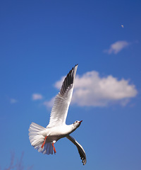 2026�´��黳֮�ã���֦�������ڳ������󲨣��������У�