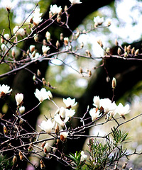 ���봺�ڻ�չ