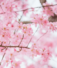 èɽӣ��԰����������