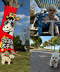 ����̫ƽ��ɭ�ֹ�԰��ֱ�ǹ���������