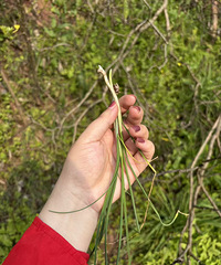 �ߣ�ȥ������Ұ��