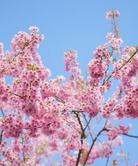 ���������԰��԰����ӣ��԰��~