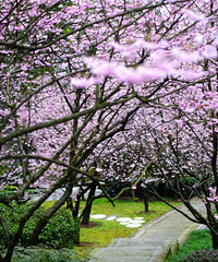 ���ƹ�԰�Ĵ���������