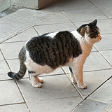 �������è�䶼�ÿɰ�