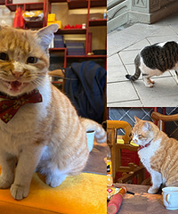 ������������è�䣬ÿһֻ���ÿɰ�