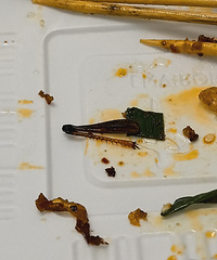 ���տ��Ե�һ����