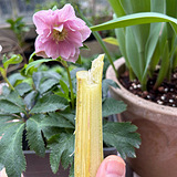 �������Լ��ֵĸ���