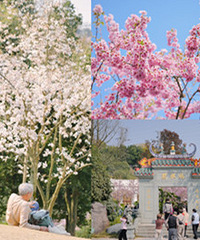 ���������԰��԰����ӣ��԰��