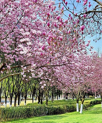 ���빫԰�����������ˣ����д��ƺ��