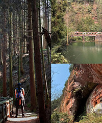 ͽ�������ܱߵ�ĺ��ɭ�֣����ٽ���