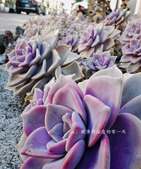 2026�ڳ�֮�ã�̽Ѱ����С��