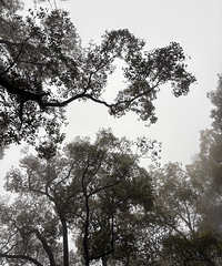 ��ɽ��1898�����٣��������������£���Ʒ����