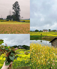 �������¡��������ӵĲ�ɫ�Ͳ˻���������