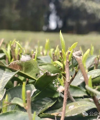 ���Ӳɲ� + �Ʋ� �����Ѵ��������ؼ�