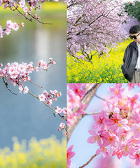 ��ƺɽ����������Ļ���������