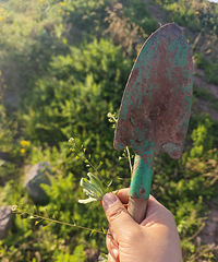 ������һ�Ѵ�Ұ�Ŀ���