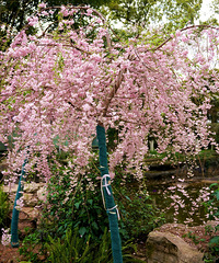 Ⱦ����Ұ�ʹ�֦ӣ��