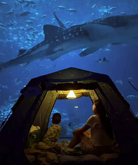 ҹ�޳�¡����ݳ�ֵ