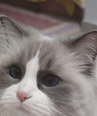 [����]92��164CM���������飬˽���ƣ���ĩ˫��