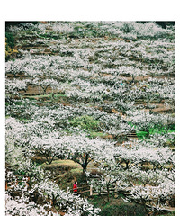 ����3��ͳ��ӡ�п�ѩ��