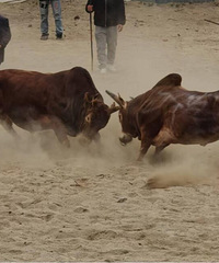 �ᶫ��7���Լݹ���