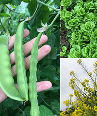 ����ů�ͣ����ſڵ��㶹Ƭ�����Գ���