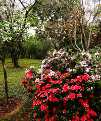 ֲ��԰��������Щ�����ţ�