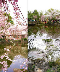 ����Ҳ��Ⱦ����Ұ�ʹ�֦ӣ��