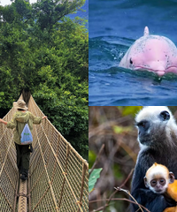 ������̽�����֣�Ѱ��ΣҶ�׷����