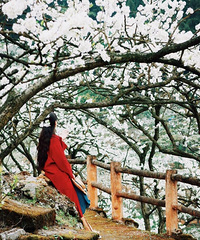 �����ܱ����滨�컨��