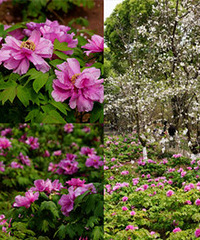 ���������Զ������Ҳ��ĵ����