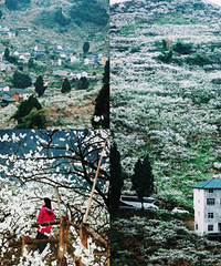 ȥӡ�п�ѩ��������Ʊ��ͣ�������Ҳ����