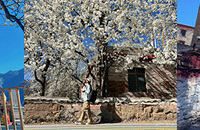 �����У���һ��ȥ�������滨