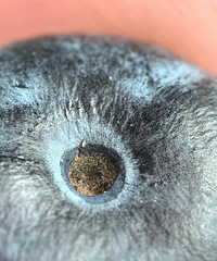 ������ݮ����������